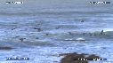 PELICANS