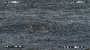 PELICANS