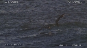 PELICAN