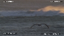 PELICANS
