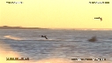 PELICANS