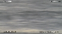 PELICANS
