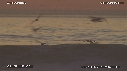 PELICANS