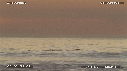 PELICANS