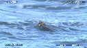 LOUTRE