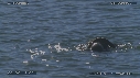 LOUTRE