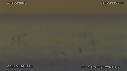 PELICANS