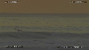 PELICANS