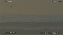 PELICANS