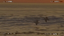 PELICANS, COUCHER DE SOLEIL