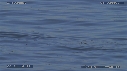 LOUTRE