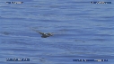 PELICAN