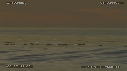 CORMORANS, VAGUE