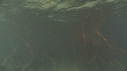 MANGROVE