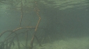 MANGROVE