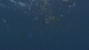 DETRITUS