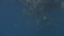 DETRITUS