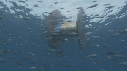 EPAVE FLOTANTE