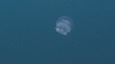 MEDUSE