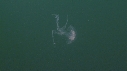 MEDUSE ROSE