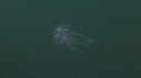 MEDUSE ROSE