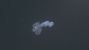 SALP