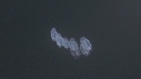 SALP