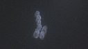 SALP