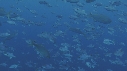 BALISTES