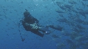 POISSONS, PLONGEUR