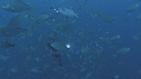 POISSONS, PLONGEUR