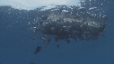 EPAVE FLOTANTE, POISSONS FOUS