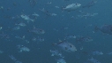 BALISTES