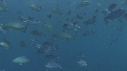 BANC DE POISSONS