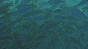 BANC DE POISSONS
