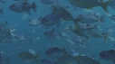 BANC DE POISSONS