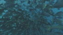 BANC DE POISSONS