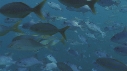 BANC DE POISSONS