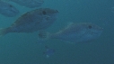 POISSONS LIME