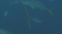POISSONS LIME