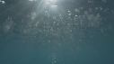 MEDUSES