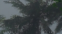 COCOTIERS, PLUIE