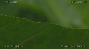 FEUILLE D ARBRE, PLUIE