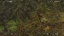LEZARD, PLUIE