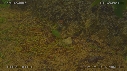 LEZARD, PLUIE