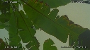 FEUILLE D ARBRE, CRIQUE