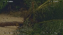 NOIX DE COCO