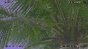 COCOTIERS, PLUIE