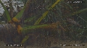 LEZARD, PLUIE
