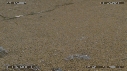 LEZARD, PLUIE